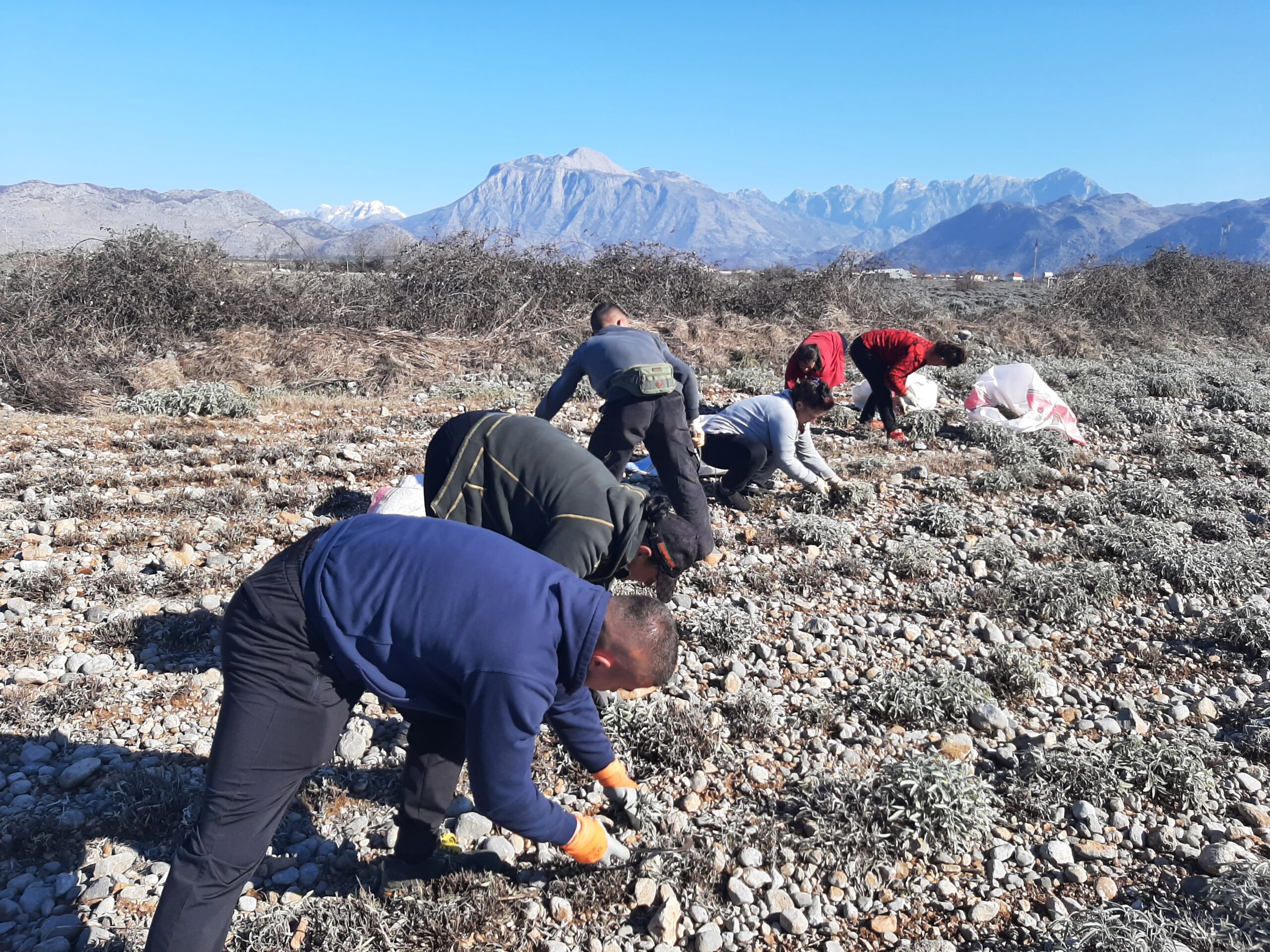 L’Albanie mise sur l’exportation de plantes médicinales