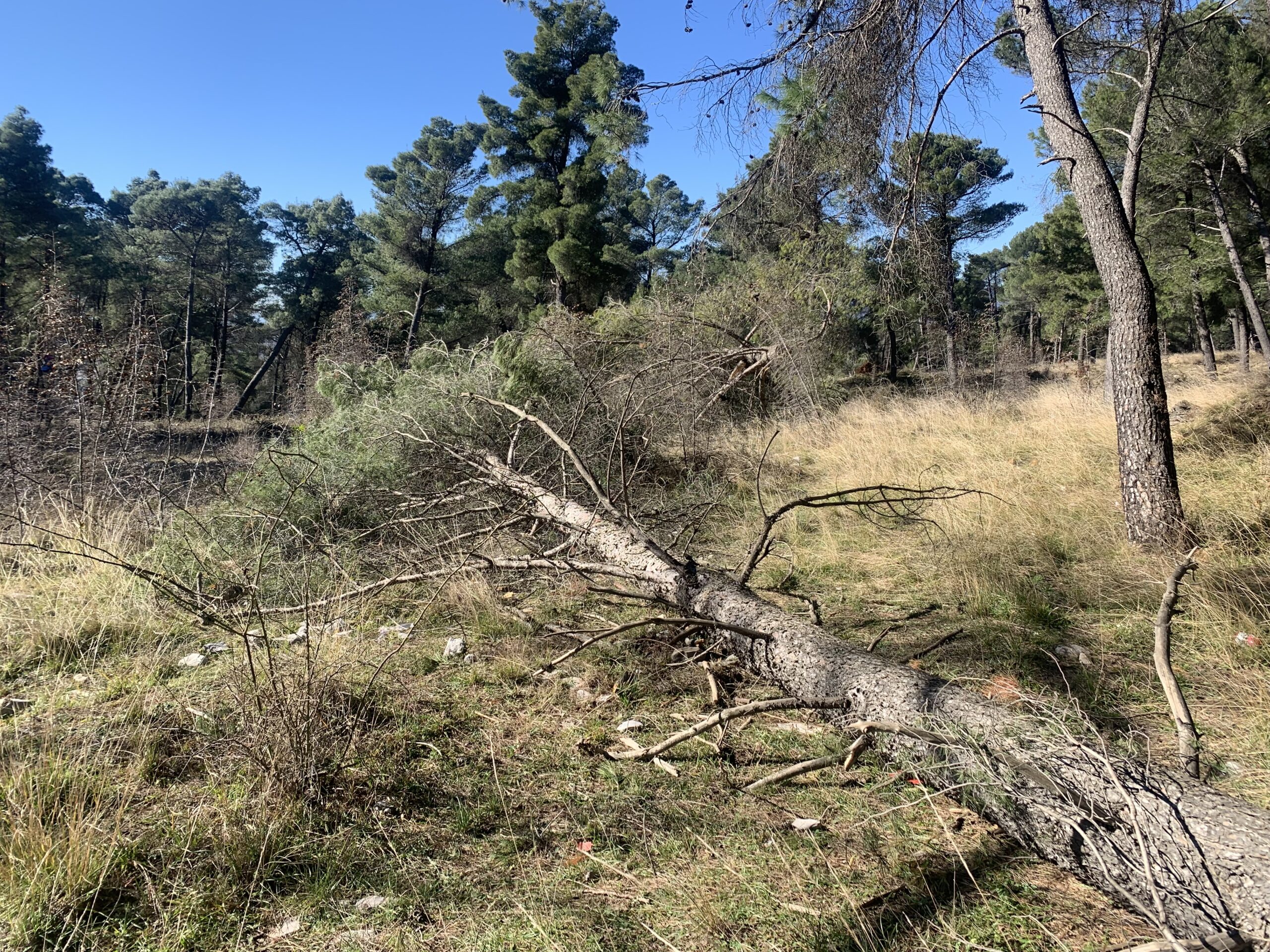 Les forêts albanaises victimes du développement économique du pays